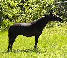 Flying W Farms Blue LeFox 