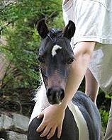 Mocha's CC Cherokee Spirit Guide