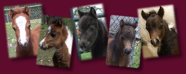 Foals of Mocha Miniatures