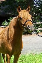 Mocha's CC Gold Plated Promise 