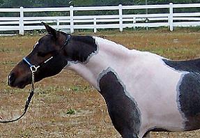 Mocha's CC Cherokee Spirit Guide