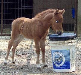 Mocha's CC Terra Cotta Gold