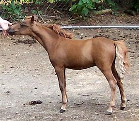 Mocha's CC Terra Cotta Gold