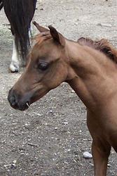 Mocha's CC Terra Cotta Gold